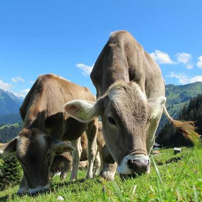 Austria