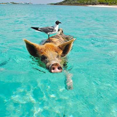 Bahamas