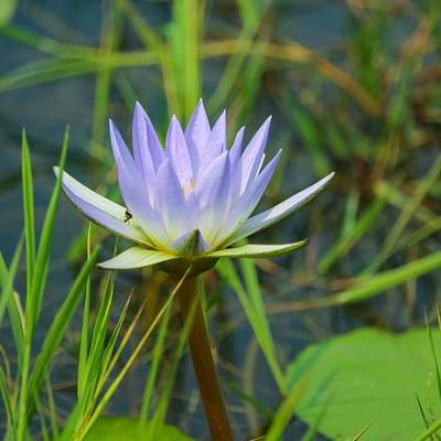 Bangladesh