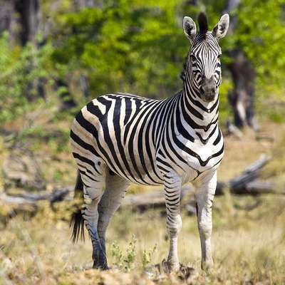 Botswana