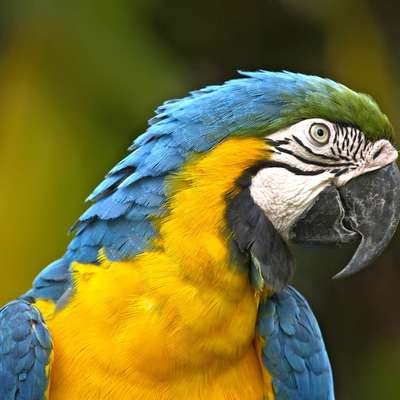 Brazil