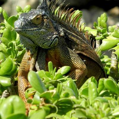 Cayman Islands