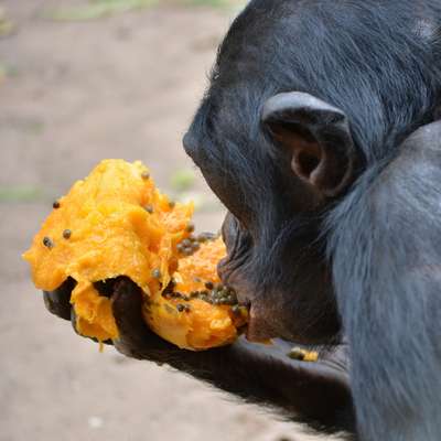 Congo