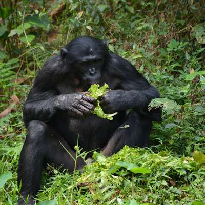 Congo