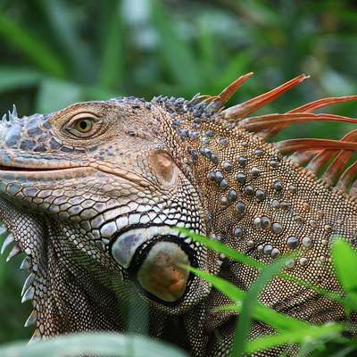 Costa Rica