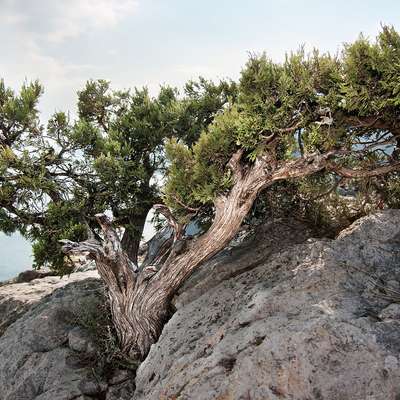 Crimea
