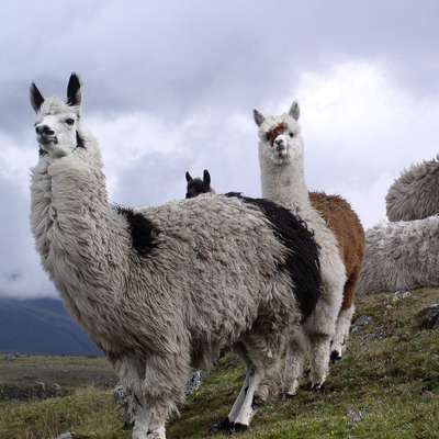 Ecuador