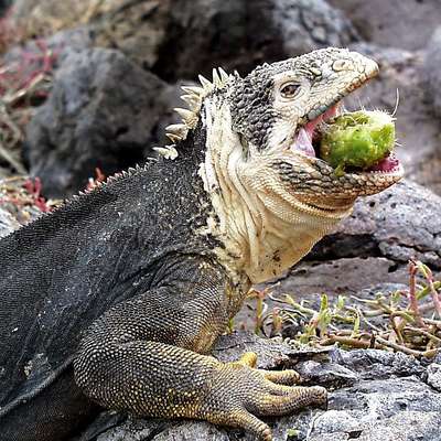 Ecuador