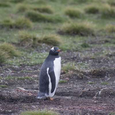 Falkland Islands (Malvinas)