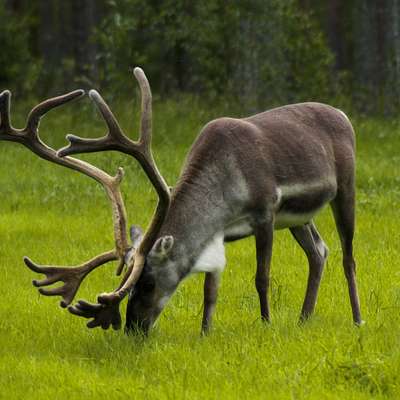 Finland