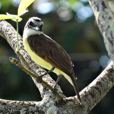 French Guiana