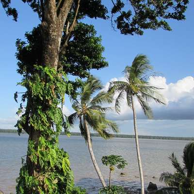 French Guiana