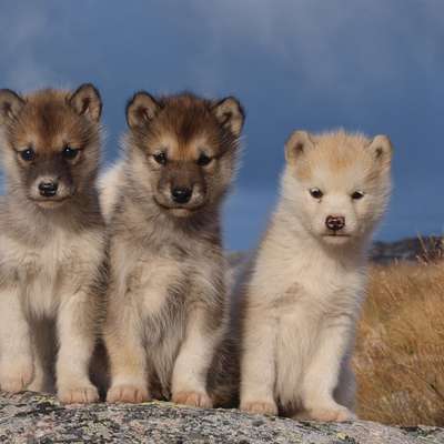Greenland