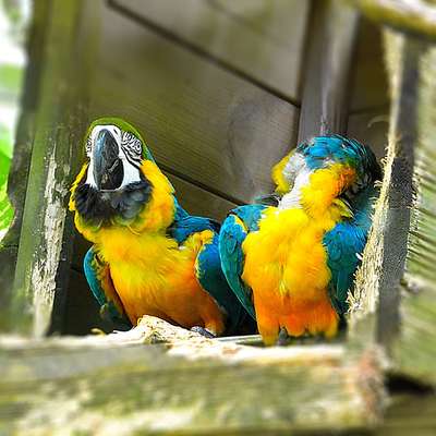 Guadeloupe