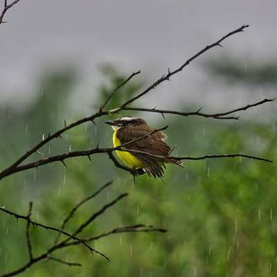 Guyana