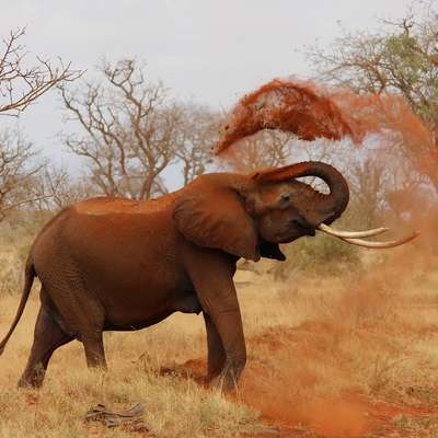 Kenya