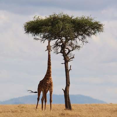 Kenya