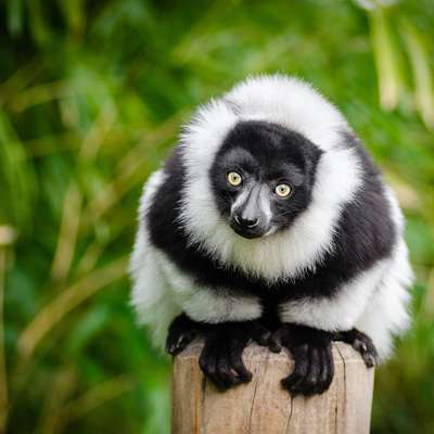 Madagascar