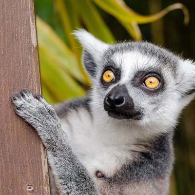 Madagascar
