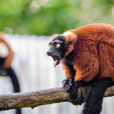 Madagascar