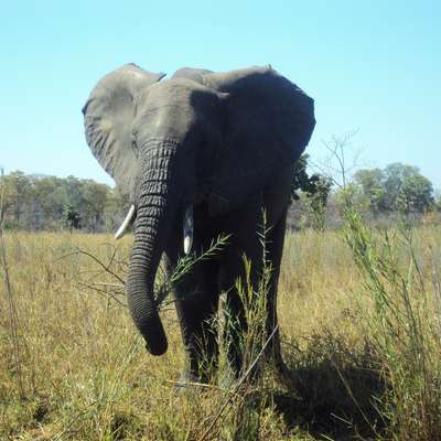 Malawi