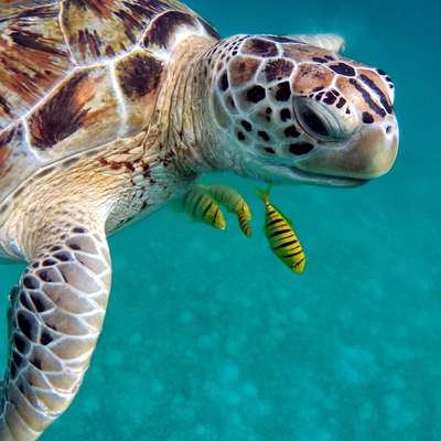 Maldives
