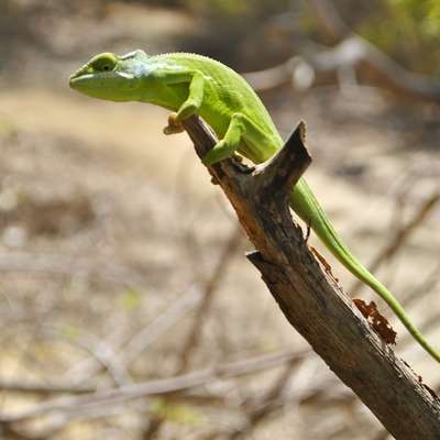 Mayotte