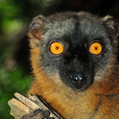 Mayotte