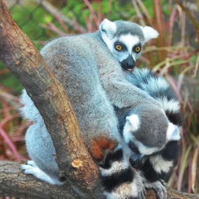 Mayotte