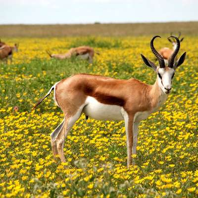 Namibia