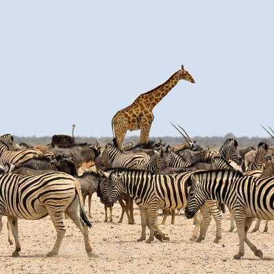 Namibia