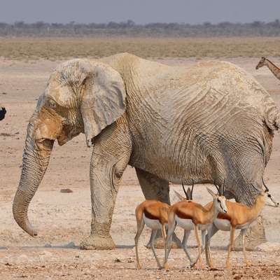 Namibia