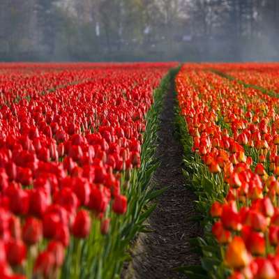 Netherlands