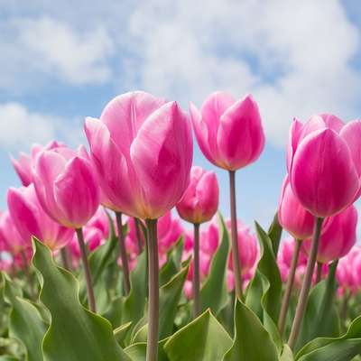 Netherlands