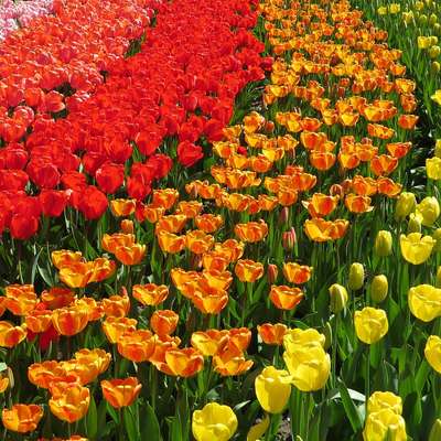 Netherlands