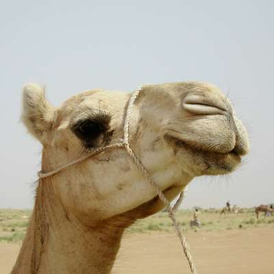 Niger