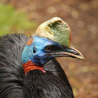 Papua New Guinea