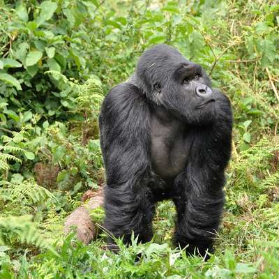 Rwanda