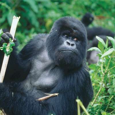 Rwanda