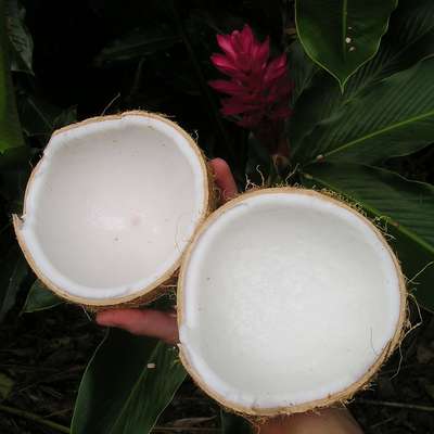 Samoa