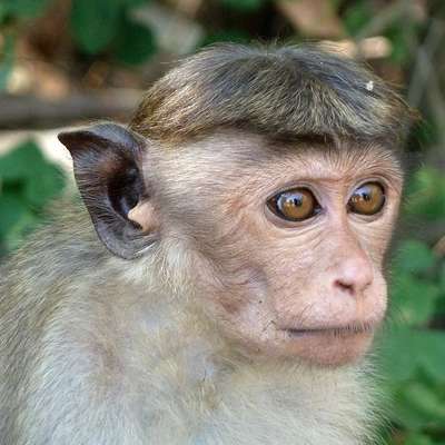 Sri Lanka
