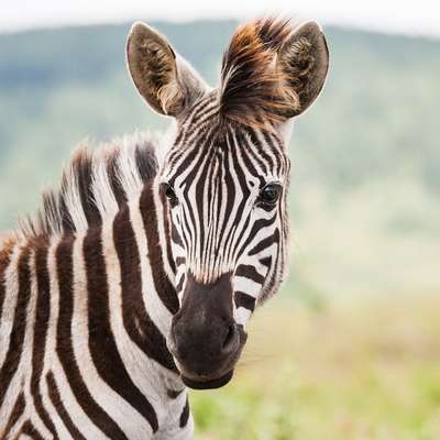 Swaziland