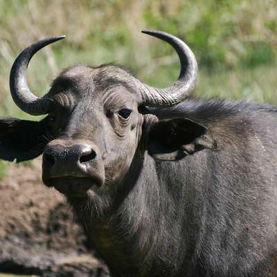 Swaziland