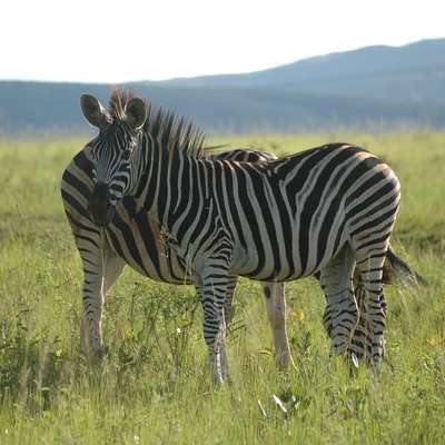 Swaziland