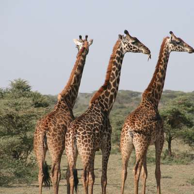 Tanzania