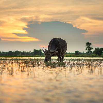 Thailand