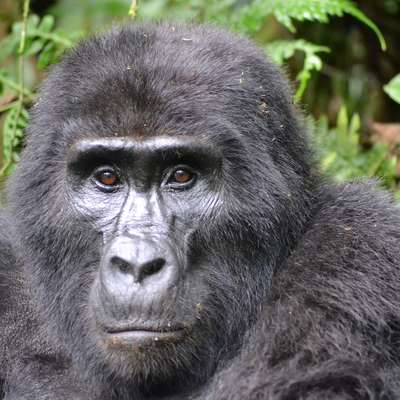 Uganda