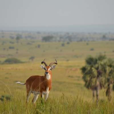 Uganda