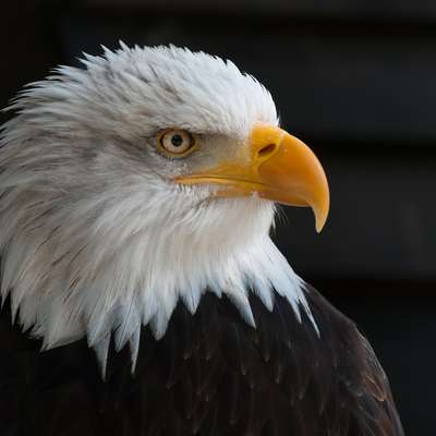 USA